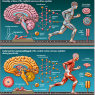 Cabergoline and its action on the central nervous system during physical exertion